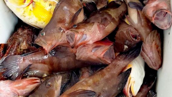 三亞海棠灣海釣4小時 專業釣魚艇帶探魚器 提供魚餌漁具礦泉水 可幫忙拍照 魚獲帶回