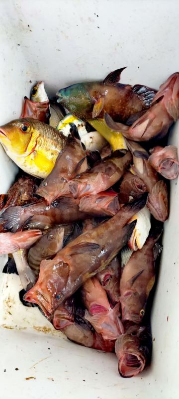 三亞海棠灣海釣4小時 專業釣魚艇帶探魚器 提供魚餌漁具礦泉水 可幫忙拍照 魚獲帶回