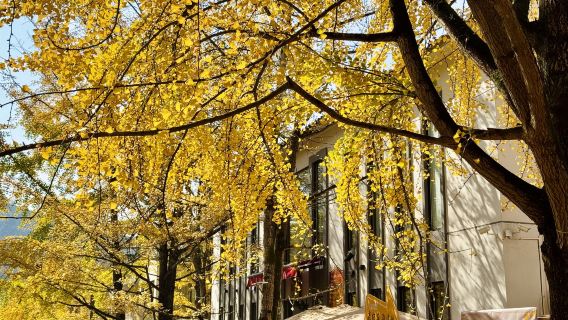 韶關帽子峰一日遊，金秋銀杏葉