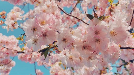 Da New York: Escursione di un giorno a Washington D.C. per la fioritura dei ciliegi