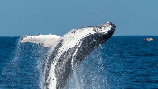 Sydney: crociera avventurosa per l'osservazione delle balene