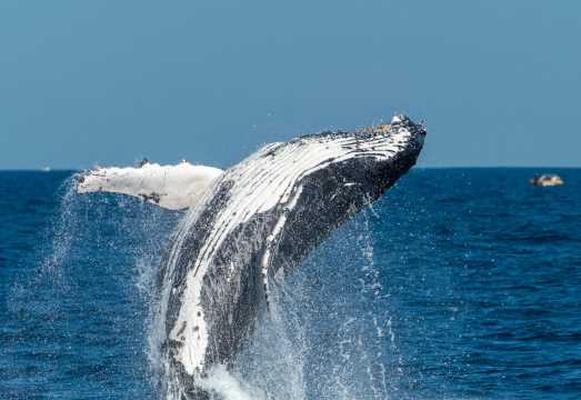 Sydney: Whale Watching Adventure Cruise AUD 63.67