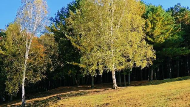 『2-8人拼小團』金山鹿苑+九峰養心谷一日遊