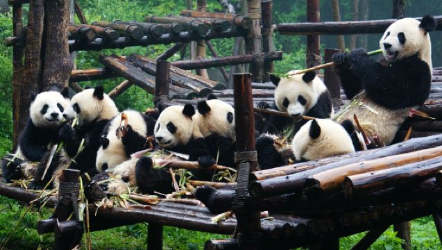 Chengdu 1-day tour: Panda Base + Chengdu Wuhou Shrine Museum + Sichuan Opera Show + Hot Pot Experience