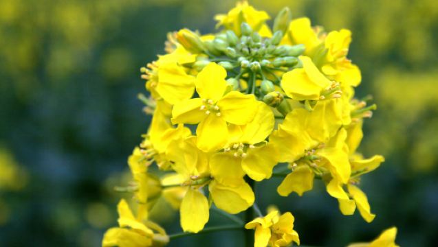 【春日賞菜花季】高郵湖上花海景區半日遊