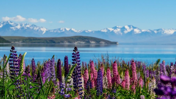 Eendaagse tour met minibus van Christchurch naar Mount Cook met heen- en terugreis, inclusief bezoek aan Lake Tekapo en Lake Pukaki met lunch
