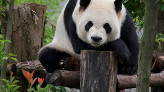 Half-day tour to Chengdu Research Base of Giant Panda Breeding with English guide and hotel pickup