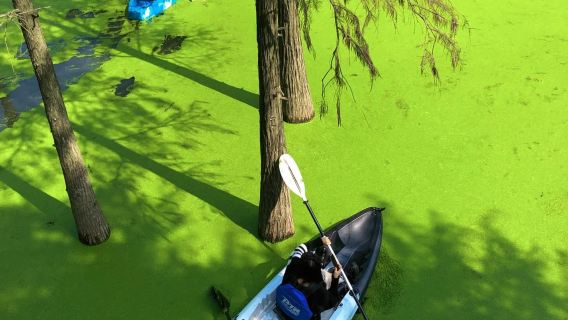 Hangzhou Private Day Tour: West Lake Culture & Qingshan Water Forest