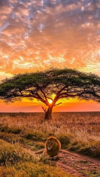 1-day tour to Nairobi National Park, Sheldrick Wildlife Trust Nursery and Giraffe Centre in Nairobi, Kenya from 1 person