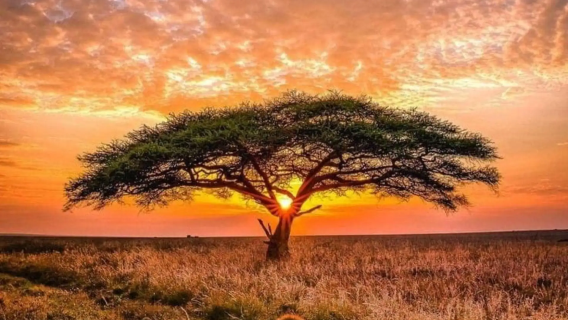 Kenya Nairobi Ulusal Parkı + Filler Yetimhanesi + Zürafa Merkezi 1 Günlük Tur 1 Kişiden Başlayarak