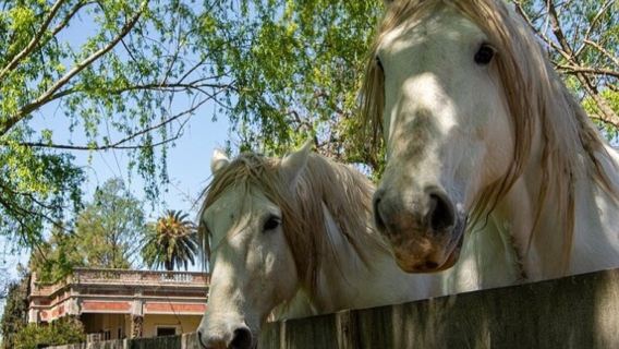 Argentine Buenos Aires : Excursion d'une journée culturelle dans un ranch gaucho