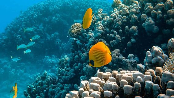Zanzibar: Dolphin Swim & Coral Snorkel – Respectfully