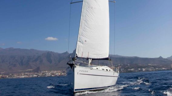 Tenerife: Whale and Dolphin Watching Tour by Sailboat