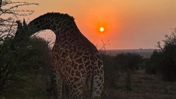 Tanzania: Serengeti, Ngorongoro & Tarangire Safari Tour