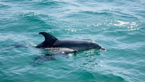 Queenscliff: 1.5-hour Harbour Wildlife Sightseeing Cruise Tour