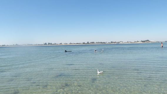 From Perth: Rockingham Seal & Penguin Islands Sea Kayak Tour