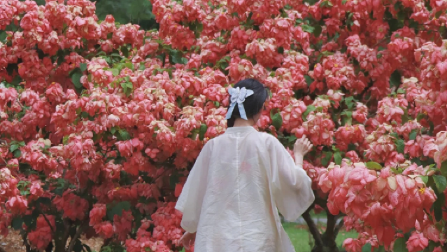 雲南西雙版納中科院西雙版納熱帶植物園一日遊|1單1團