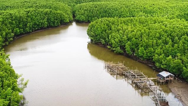 馬來西亞沙巴亞庇皇家灣紅樹林半日遊長鼻猴螢火蟲市區飯店接駁