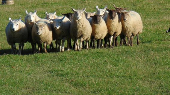 Wicklow, Glendalough & Kilkenny: Tour from Dublin with Sheep Demonstration