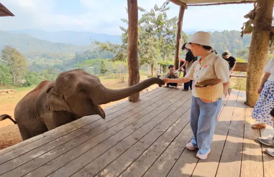 精靈農場大象咖啡 + 批發水果市場或夜間動物園