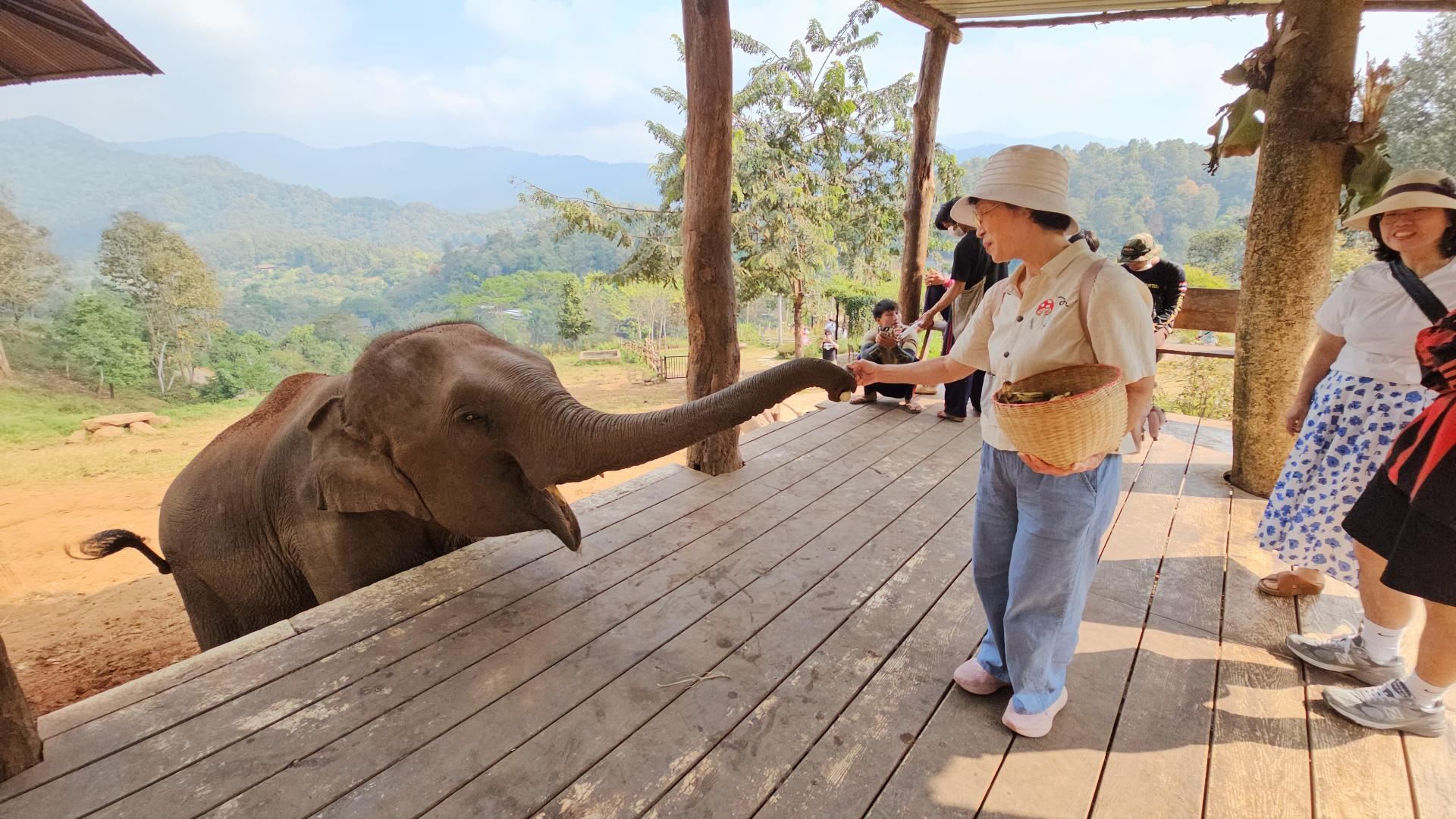 Elfin Farm Elephant Cafe + Wholesale Fruit Market or Night Zoo Tour