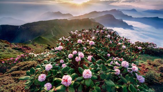 Depart from Chengdu: Ya'an - Mengding Mountain + Niubei Mountain one-day tour with private charter and Multilingual guide C