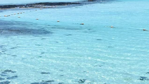 羊駝牧場+凱蒂貓+涯月咖啡街+挾才海水浴場一日遊【中文包車】