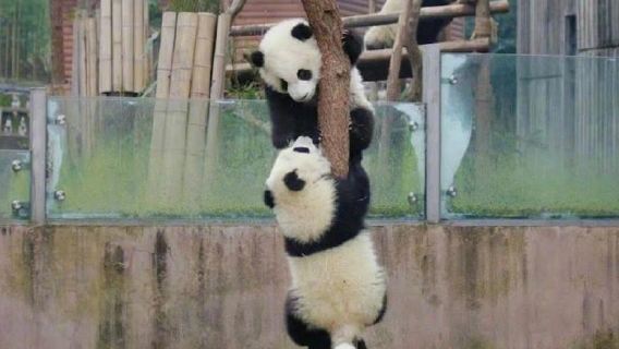 鳳凰古城+鳳凰中華大熊貓苑+苗王城一日遊