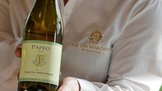 Bolgheri: visita alla cantina con degustazione vini