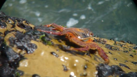 Paracas: Tour privati Riserva Nazionale di Paracas tutto incluso