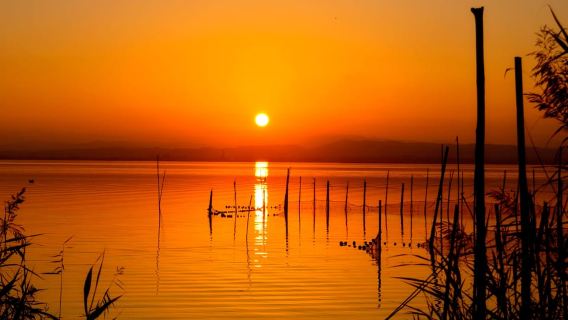 From Valencia: Albufera Natural Park with Boat Tour