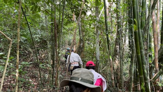 Desde Khao Sok: caminata de medio día por la selva tropical con guías locales