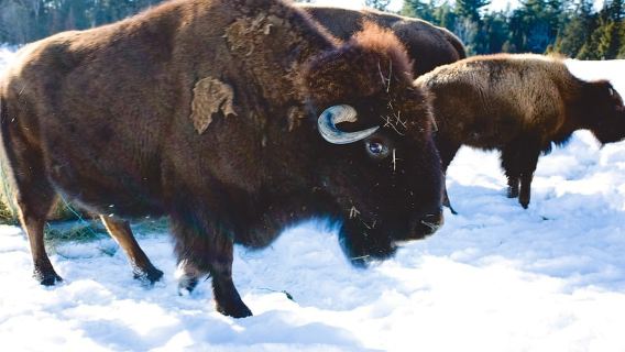 Montreal: Private Day Tour to Parc Omega & Montebello Lodge