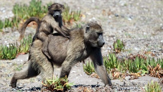 Cape Point & Penguins: Private Cape Peninsula Tour.