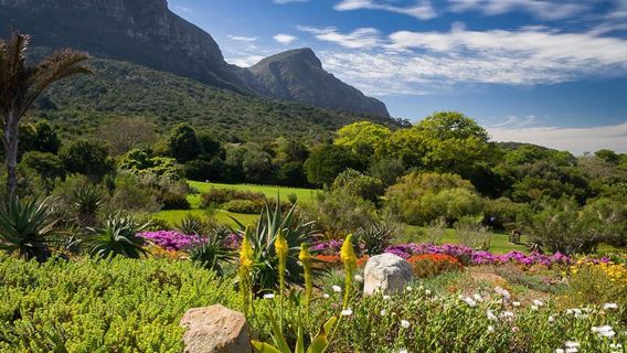 Giardini botanici di Kirstenbosch e degustazione di vini a Constantia