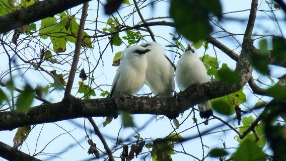 Aventura en el Parque Nacional de Bali Occidental – Experiencia de senderismo por la jungla y observación de aves