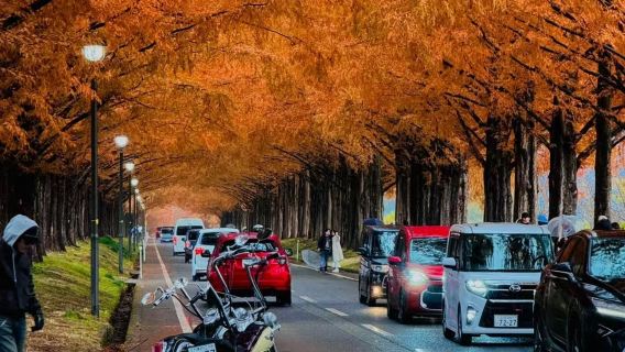琵琶湖+展望台+白鬚神社+水杉大道一日遊【中文導遊】