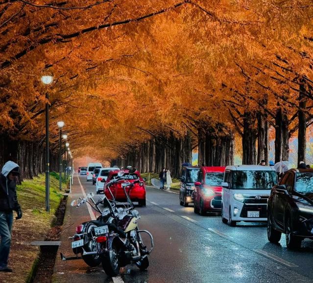 琵琶湖+觀景台+白鬚神社+水杉大道一日遊【中文導遊】