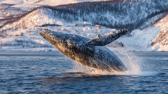 Однодневный тур в Териберку (Россия) с охотой за северным сиянием, круиз по Северному Ледовитому океану из Мурманска, наблюдение за китами, индивидуальный трансфер/аренда автомобиля с водителем и групповой тур.