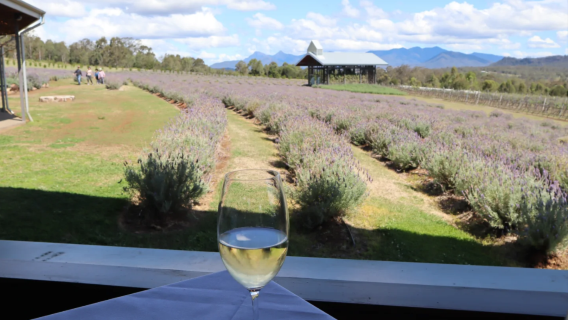 澳洲布里斯本市內經典景點打卡+庫倫巴薰衣草農莊 一日遊