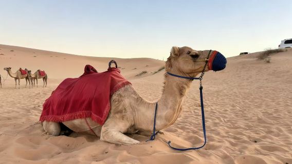 Abu Dhabi Desert Safari, Antar Jemput dari Kota, Makan Malam, Menonton Pertunjukan, Menunggang Unta, Lukisan Henna untuk Wanita
