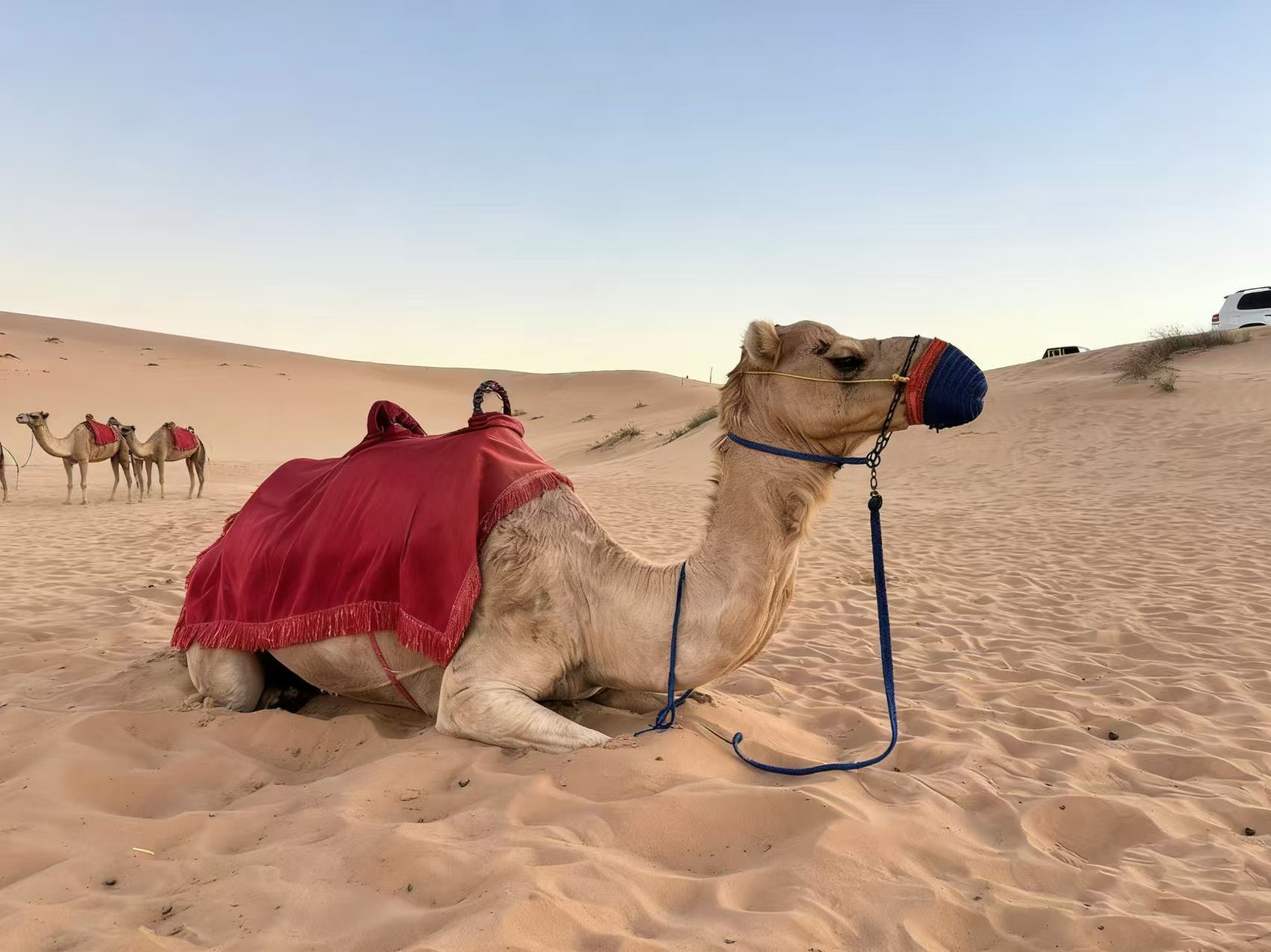 Abu Dhabi Desert Safari with City Pickup, Dinner, Show, Camel Ride & Female Henna Painting