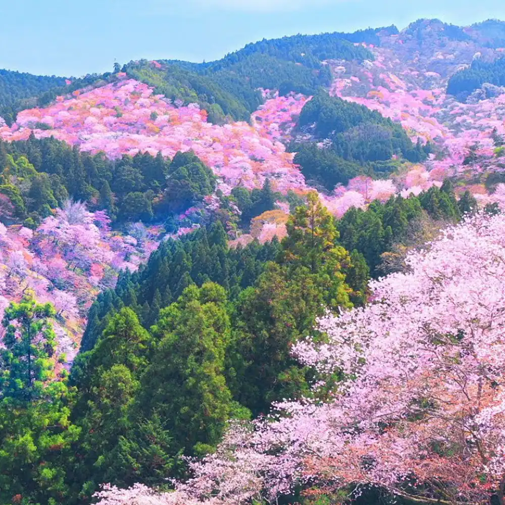 Cherry Blossom Season Limited] 1-day tour to Yoshino Mountain's