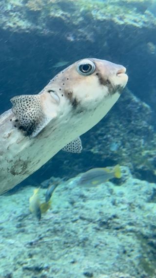 [Multiple departure points · complimentary admission ticket] Okinawa north one-day tour · aquarium + Cape Manzamo + Kouri Island