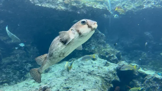 [Vertrek vanaf meerdere punten·gratis toegangsticket] Eendaagse tour Noord-Okinawa·Churaumi Aquarium + Manzamou + Kouri-eiland