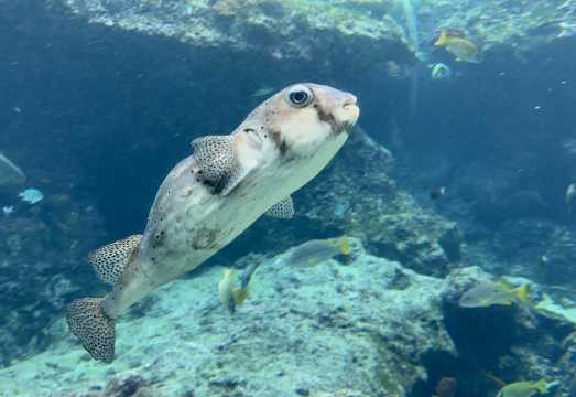[Multiple Departures · Top Seller] Okinawa North One-Day Tour: Churaumi Aquarium + Cape Manzamo + Kouri Island