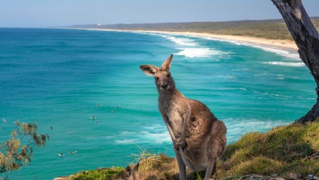 Excursión a North Stradbroke Island desde Brisbane en autobús para 11 personas con transporte de ida y vuelta desde la ciudad