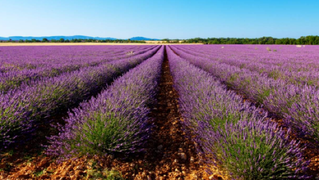 Valensole Lavender 1-Day Tour (Departing from Marseille, Available June-July) Excluding Admission Ticket