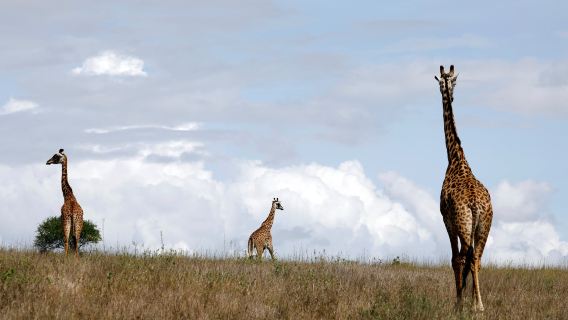 Quênia: Parque Nacional de Nairóbi + Girafas + Museu Karen com serviço de busca e entrega