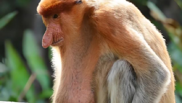 Lawatan Sehari Ekologi Kampung Air & Hutan Bakau Brunei (Pengangkutan Khas Pelabuhan/Lapangan Terbang)